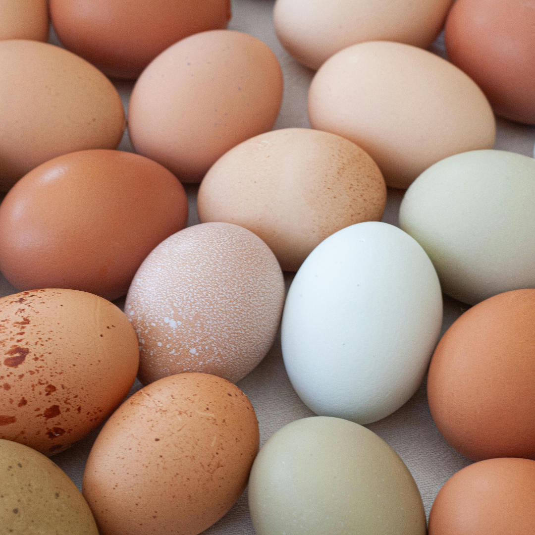 eggs